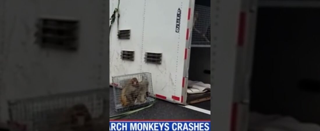 UPDATE: MORE RESEARCH MONKEYS ESCAPE FROM BIG RIG CRASH ON THE HIGHWAY.
