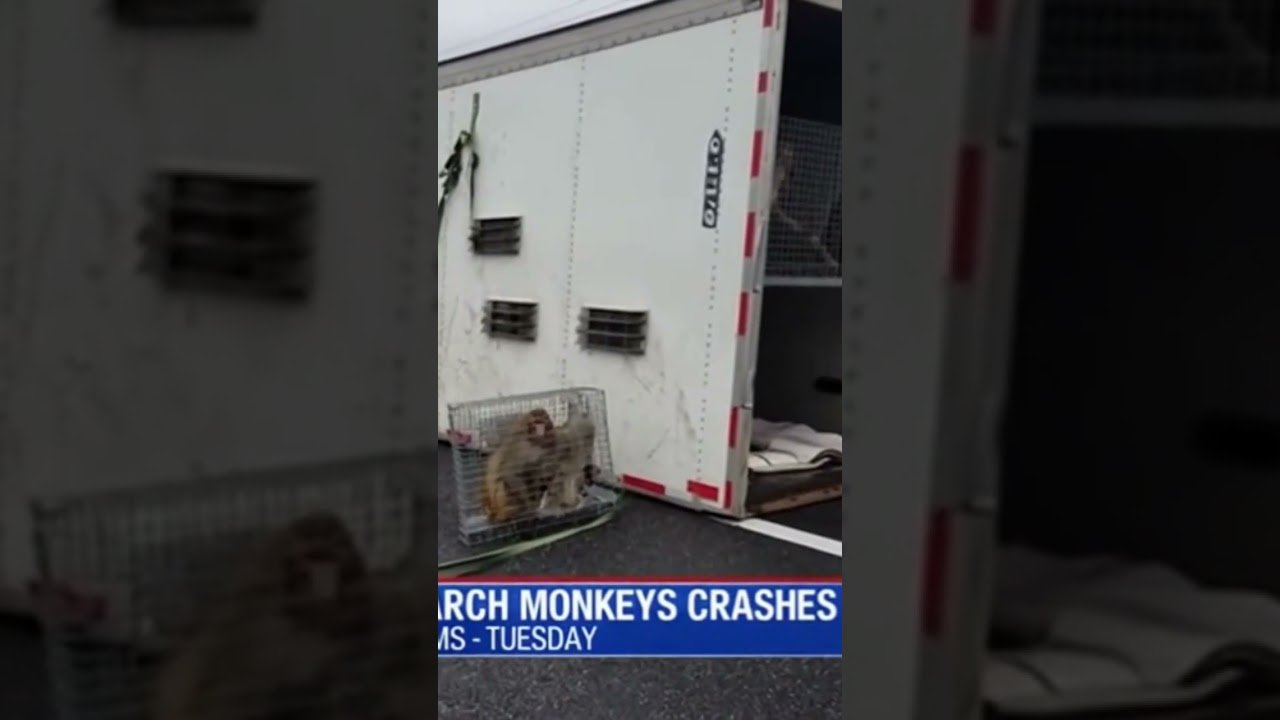 UPDATE: MORE RESEARCH MONKEYS ESCAPE FROM BIG RIG CRASH ON THE HIGHWAY.