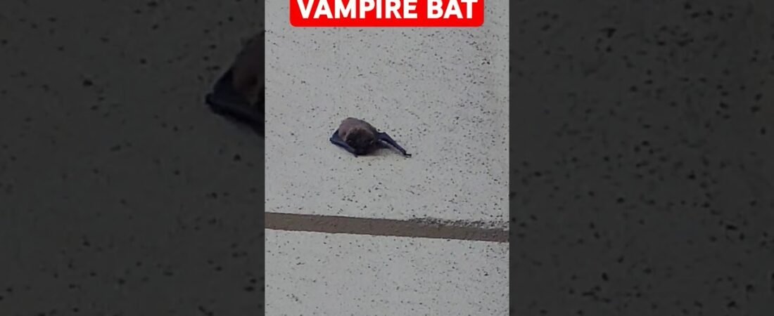Vampire bats are taking over this place. How do I protect myself from these flying monsters?