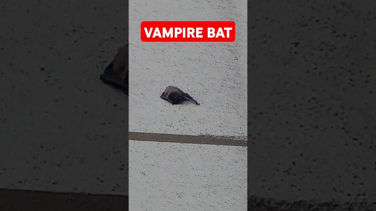 Vampire bats are taking over this place. How do I protect myself from these flying monsters?