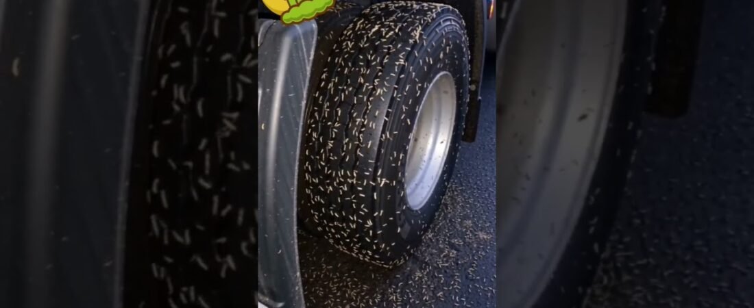 WHAT THE HECK DID I RUN OVER, DRIVER?