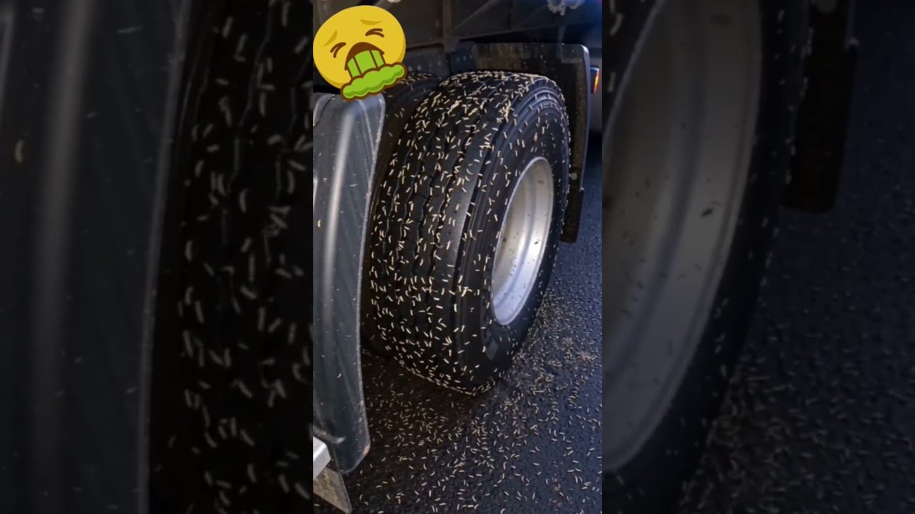 WHAT THE HECK DID I RUN OVER, DRIVER?