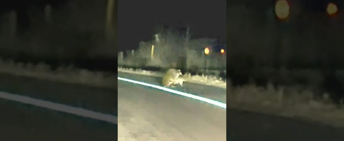 WHY ARE THEY DOING IT IN THE ROAD?