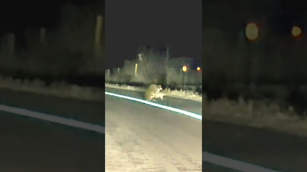 WHY ARE THEY DOING IT IN THE ROAD?