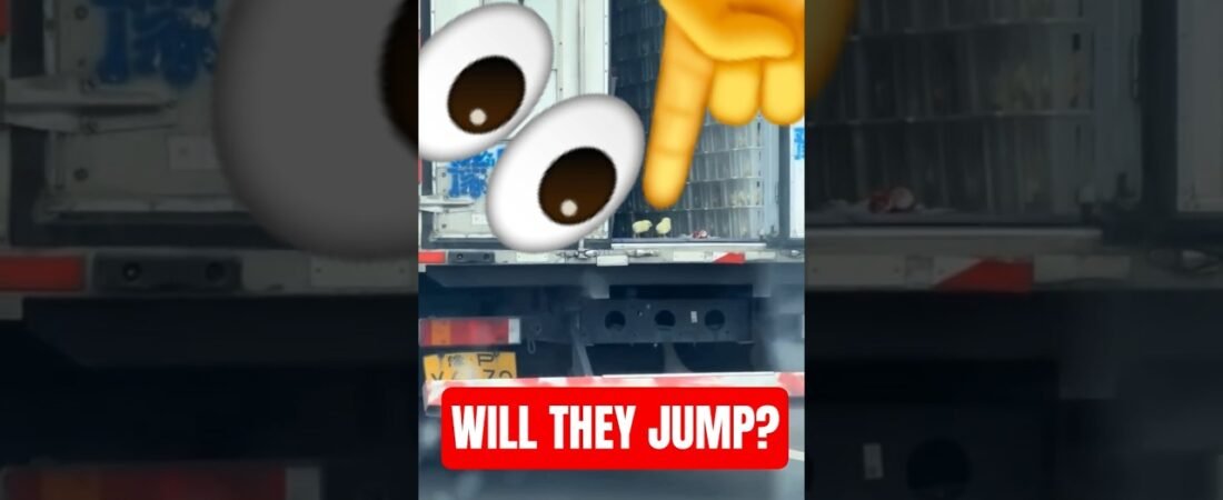 WILL THEY JUMP FROM THE BACK OF THAT SEMI TRAILER ON THE HIGHWAY?