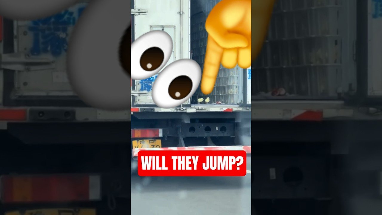 WILL THEY JUMP FROM THE BACK OF THAT SEMI TRAILER ON THE HIGHWAY?