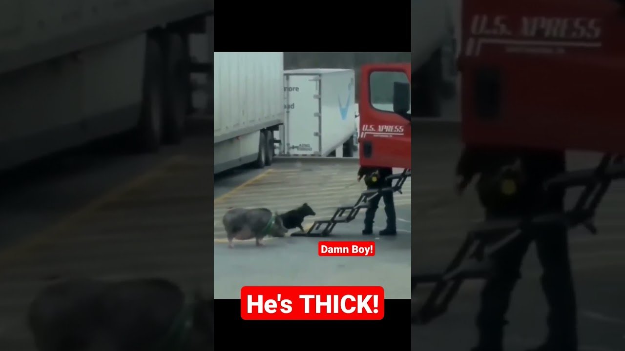 When they get TOO FAT but you still want them on the road with you. Truckers make it work.