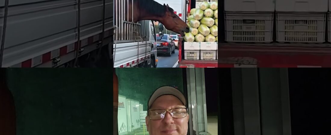 Why do TRUCKERS honk their horns at EVERYTHING?