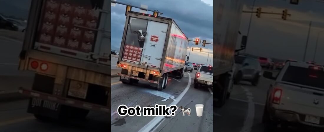 You won’t believe what that cow in the trailer is doing! Try not to laugh.