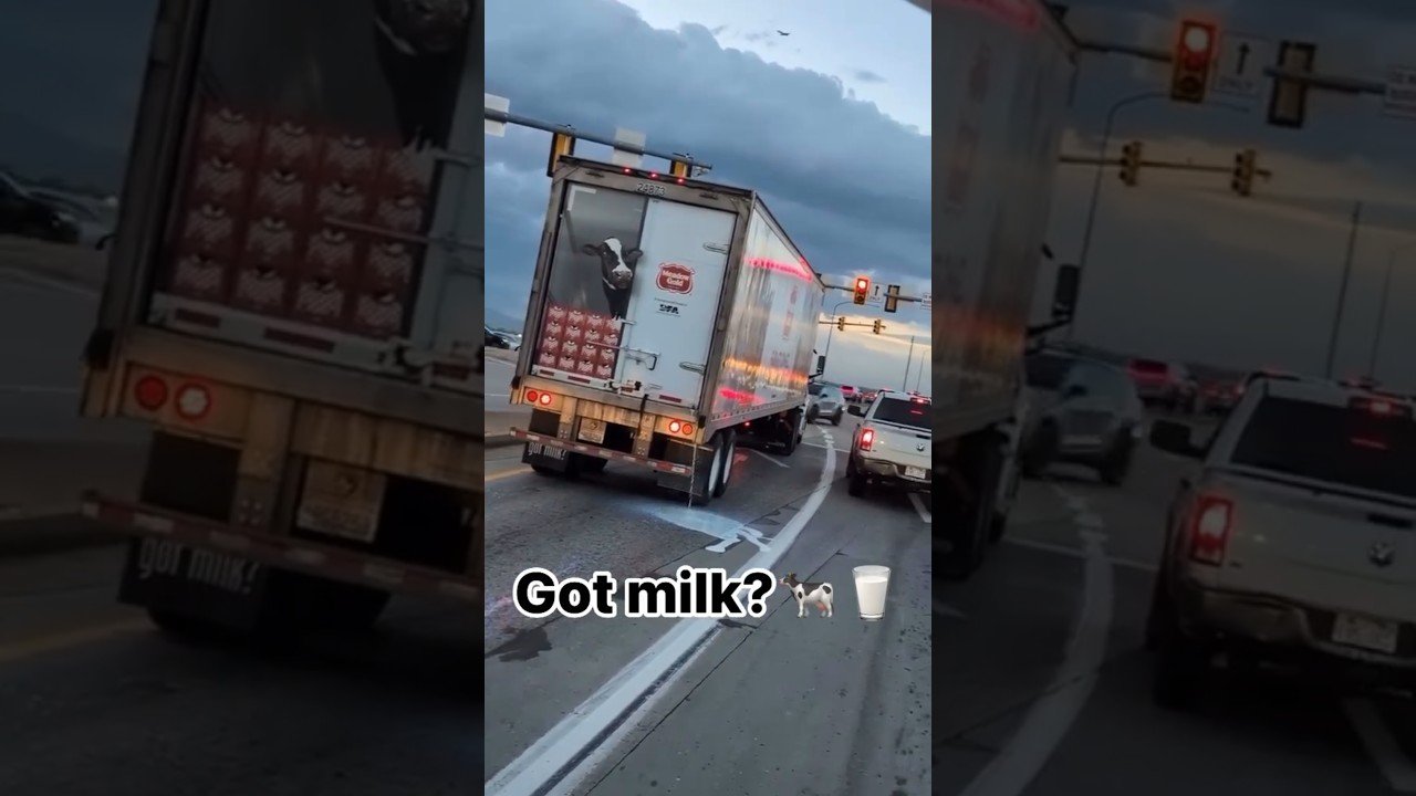You won’t believe what that cow in the trailer is doing! Try not to laugh.