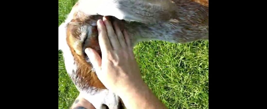 Your heart will melt after seeing the love between this trucker and his pet Goat. 💕 💓 💖 ❤️ ♥️ 💗