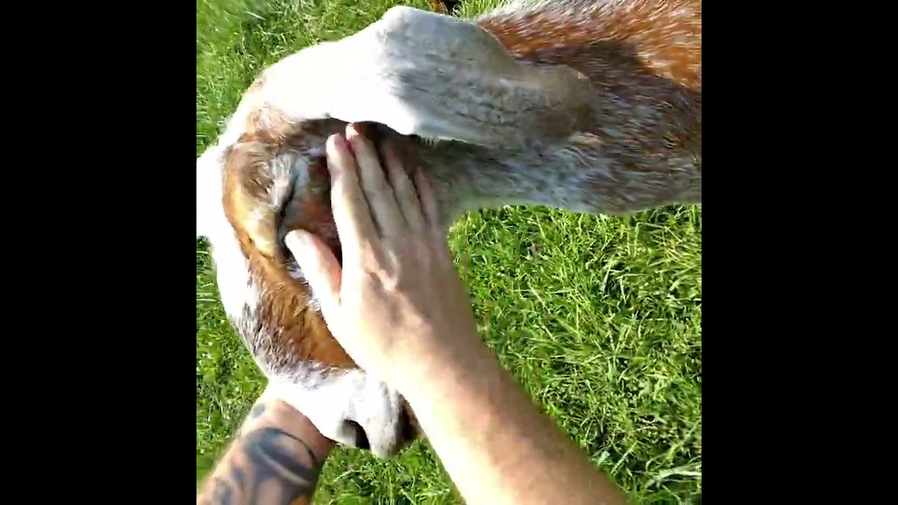 Your heart will melt after seeing the love between this trucker and his pet Goat. 💕 💓 💖 ❤️ ♥️ 💗