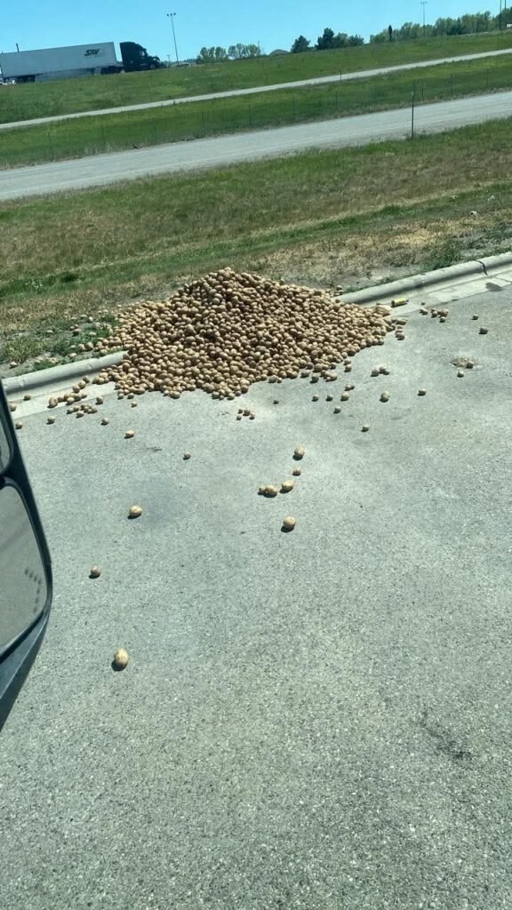 Driver must have forgotten all these potatoes... Think he'll miss them if I grab a couple for dinner?