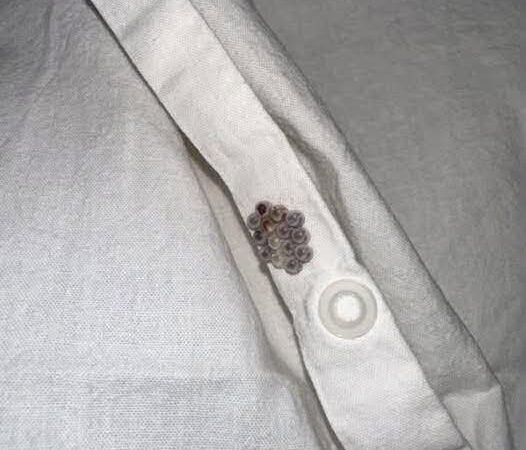Found this on my sheets in the bunk… should I worry?