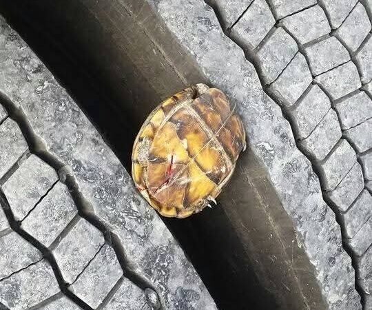 I’LL SAVE YOU LITTLE GUY!