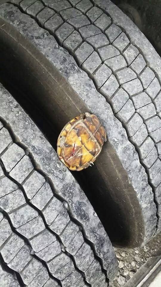 I'LL SAVE YOU LITTLE GUY!