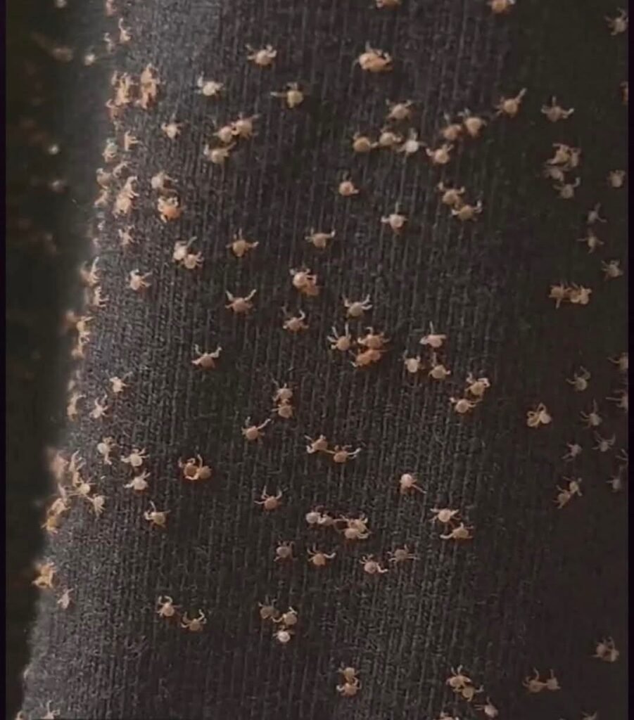 Woke up in my bunk with these all over my boxers this morning.